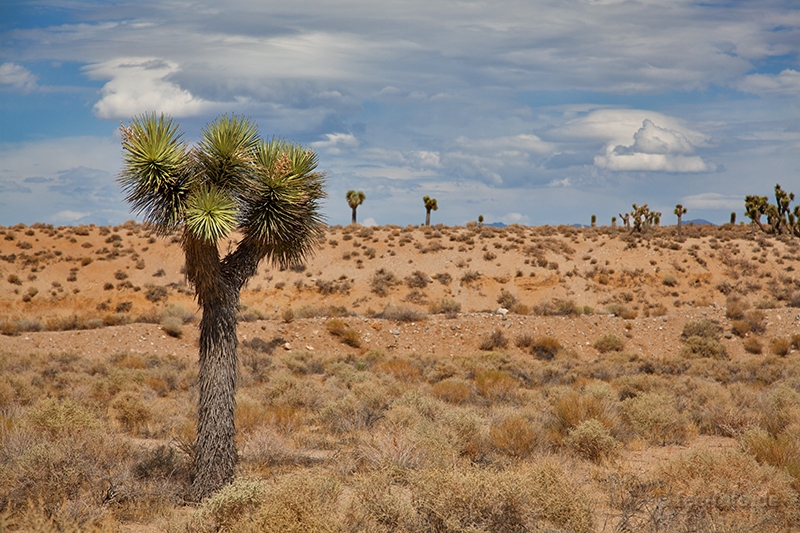 Joshua Tree